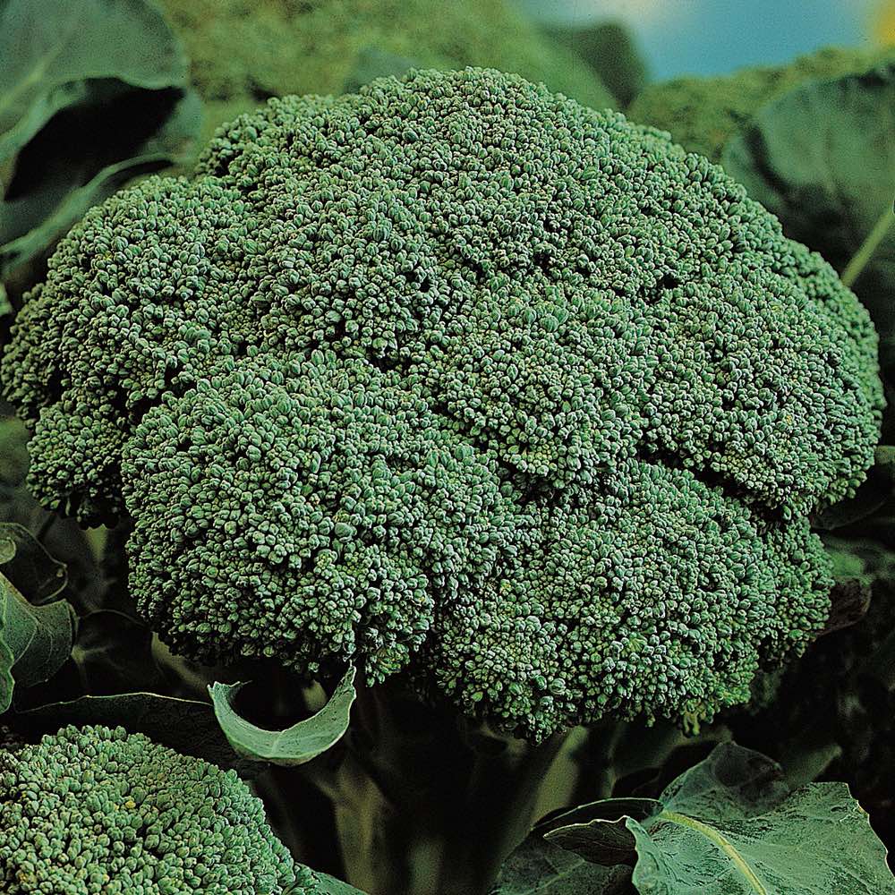 Broccoli Belstar