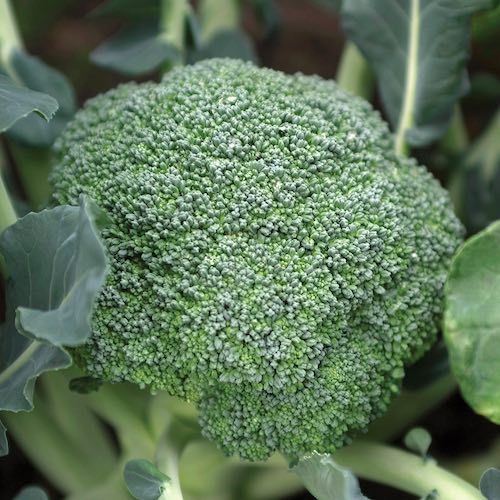 Broccoli Emerald Crown