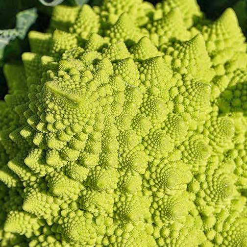 Romanesco broccoli has neat spriraled heads