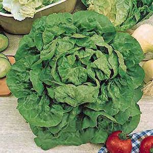 Butterhead Lettuce