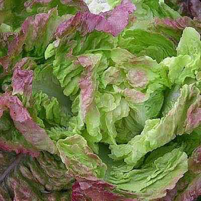 Butterhead Lettuce