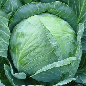 Cabbage Golden Acre