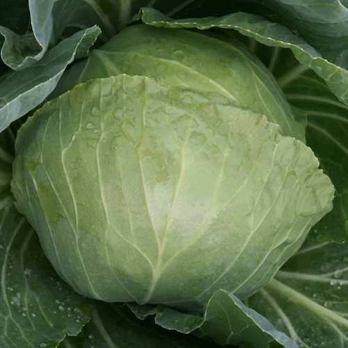 Cabbage Katarina