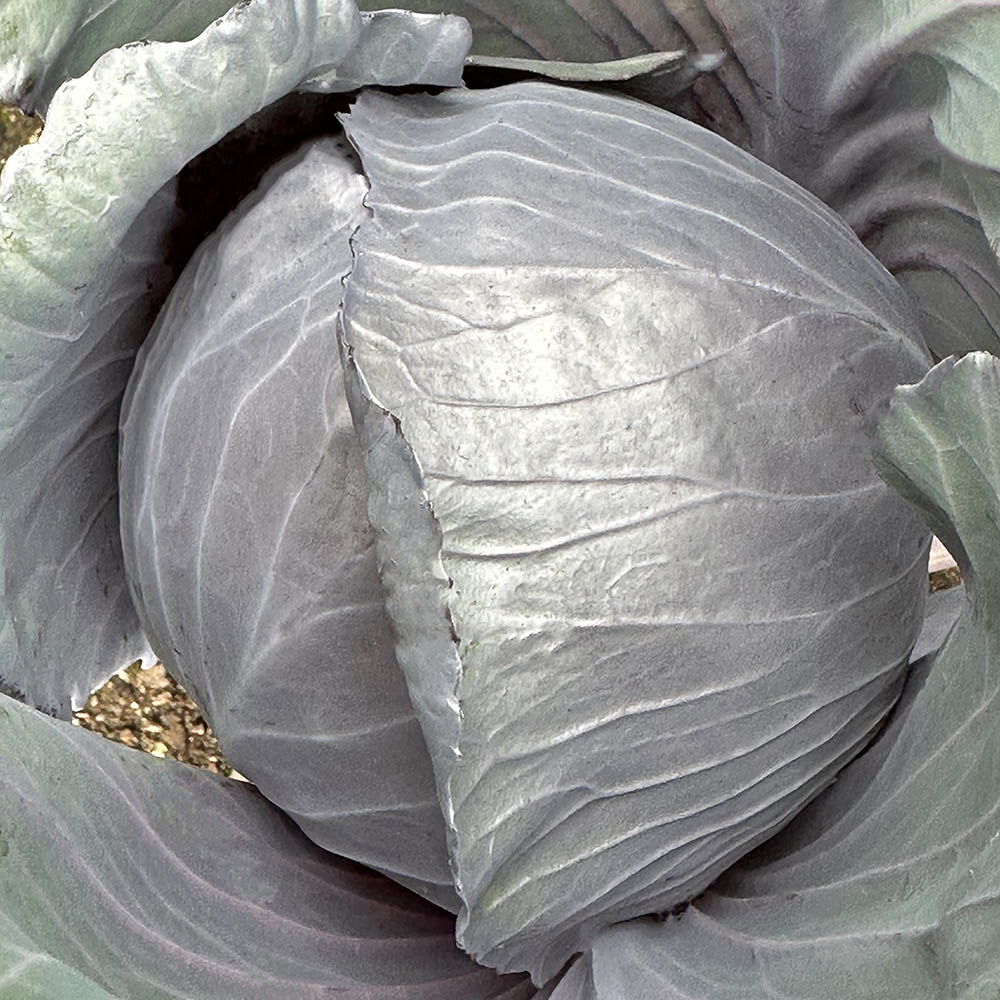 Cabbage Omero Plant