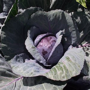 Red Express cabbage Cabbage Red Express - organic seeds