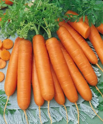 Bolero carrot Carrot Bolero