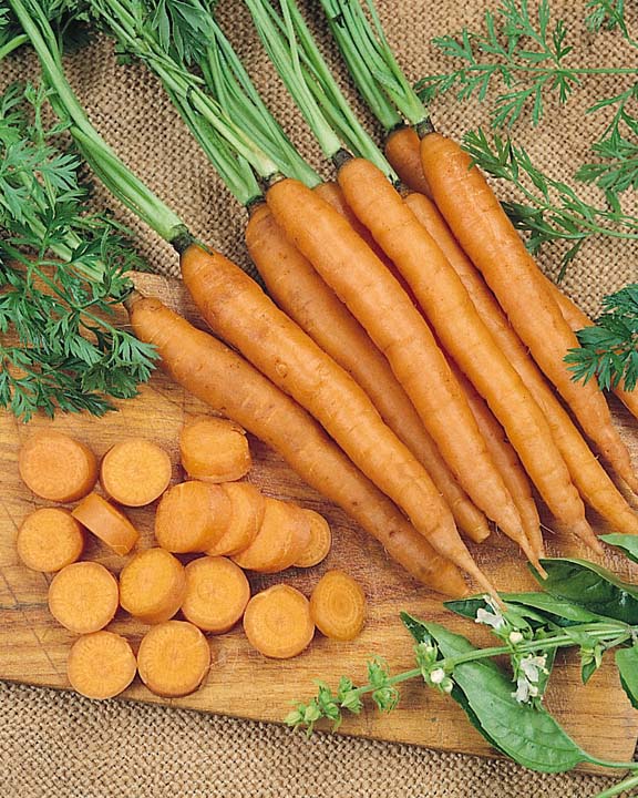 Mokum carrot Carrot Mokum