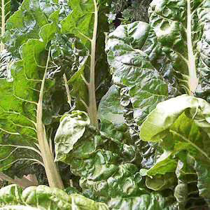 Fordhook Giant Swiss chard Fordhook Giant Swiss Chard - organically seeds