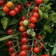 Cherry Tomato