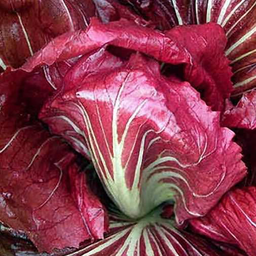 Palla Rossa organic Italian chicory