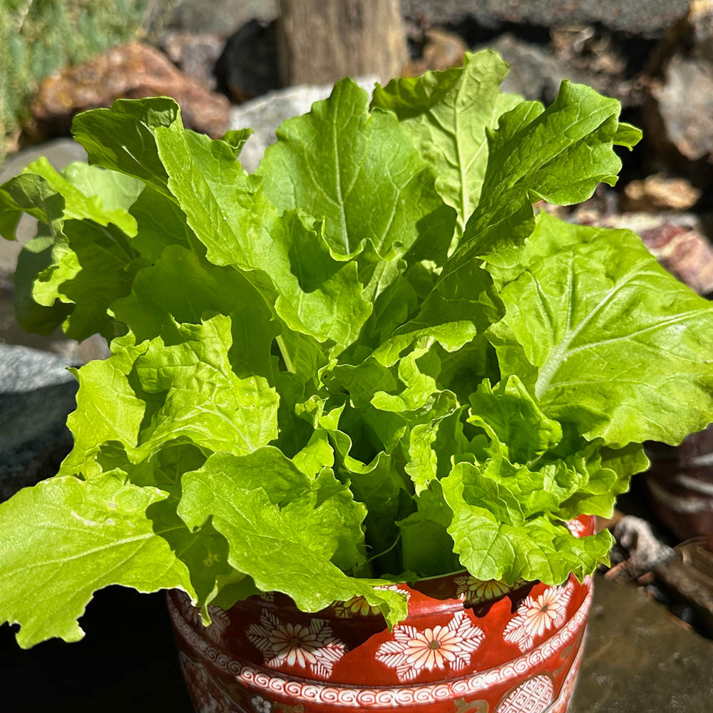 Chinese Cabbage Tokyo Bekana Harvested