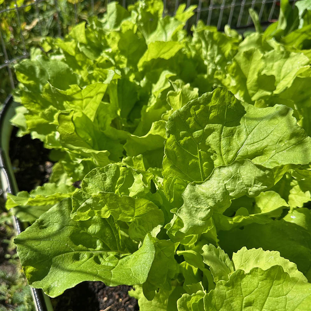 Chinese Cabbage Tokyo Bekana