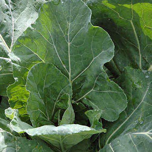 Champion organic collards