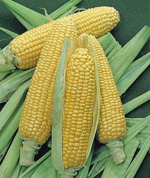Bodacious sweet corn Sweet corn Bodacious