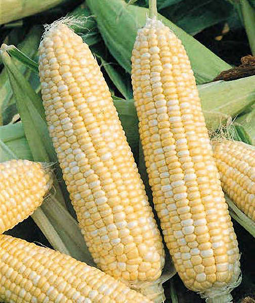Sweet Corn Seeds for sale Vegetables Garden Seeds