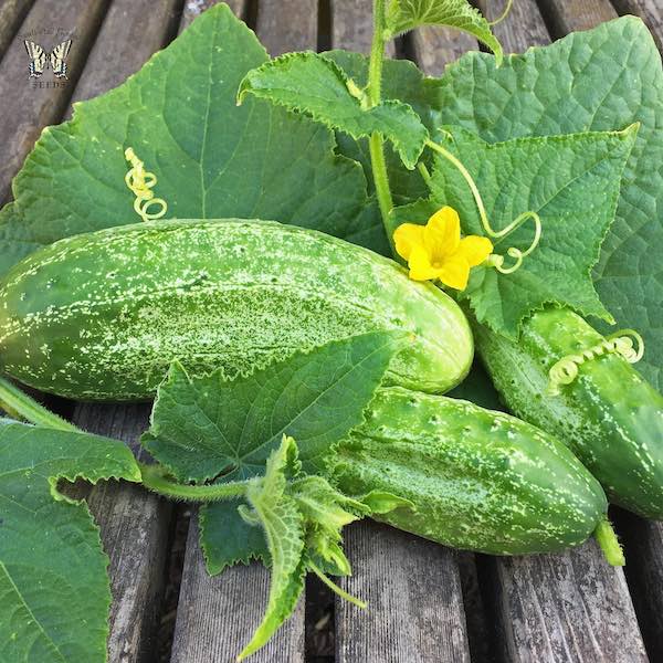 Boston Pickling Improved cucumber Cucumber Boston Pickling Improved