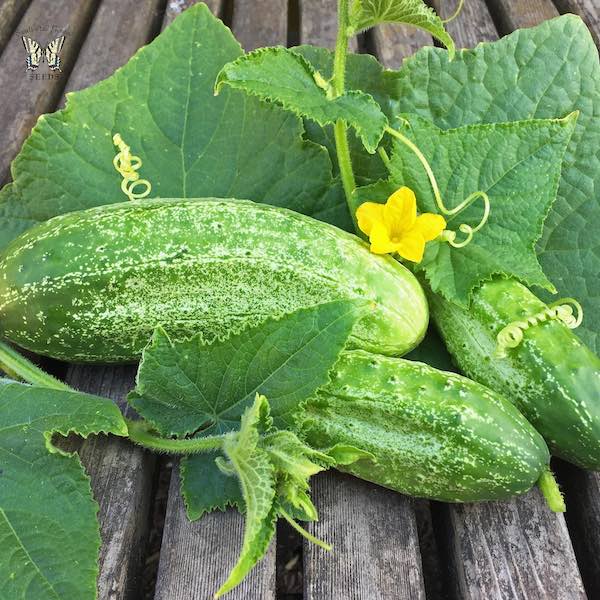 Cucumber Boston Pickling Improved