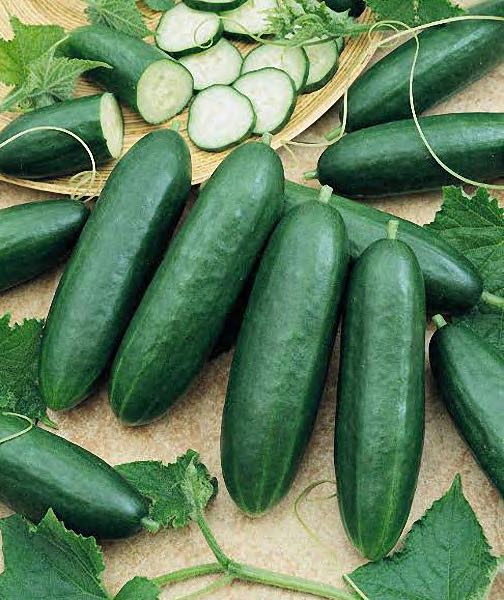 Diva cucumber Cucumber Diva