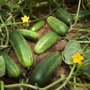 Cucumber H-19 Little Leaf - organic seeds