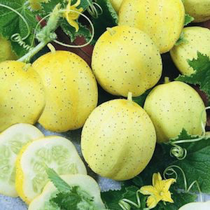 Lemon organic cucumber Cucumber Lemon - organic seeds