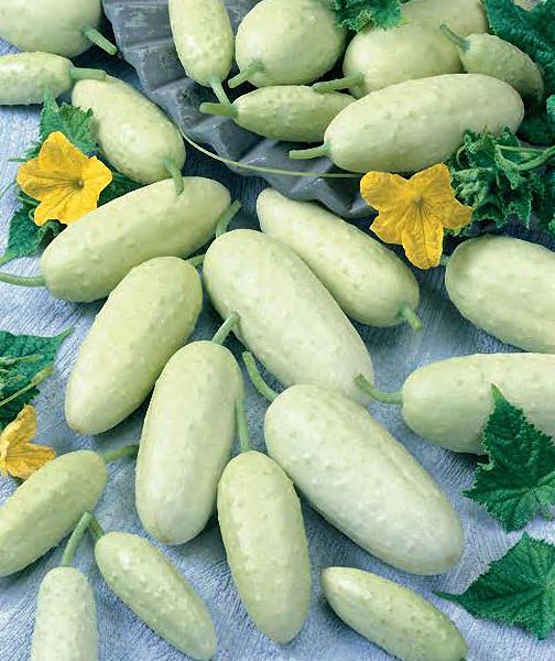 Cucumber Seeds for sale 12 Varieties Vegetable Seeds