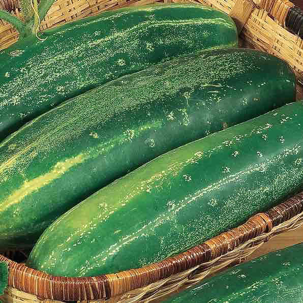 Straight Eight cucumber Cucumber Straight Eight