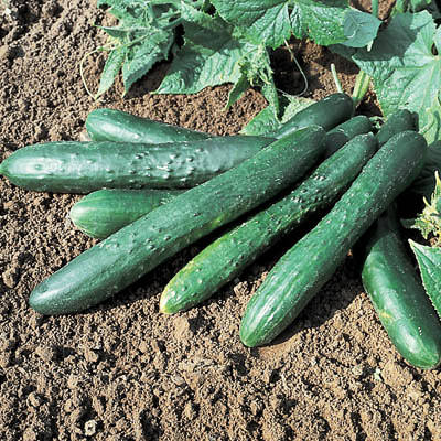 Cucumber Sweet Succes