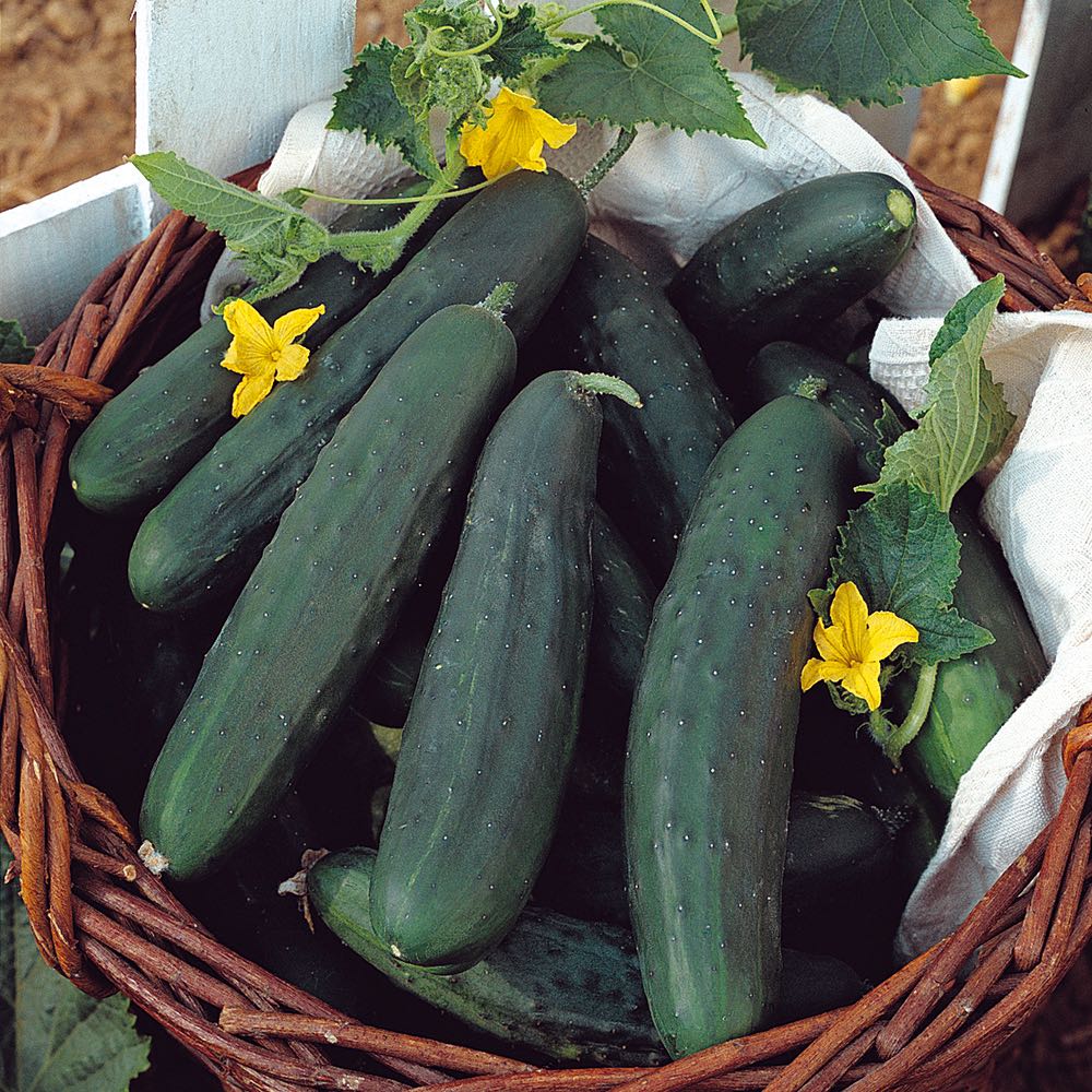 Tasty Green Cucumber Seeds Vegetable Garden Seeds