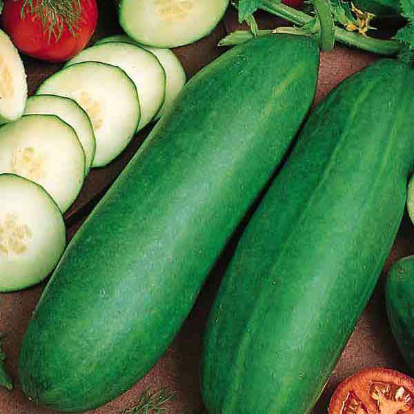 Tendergreen Burpless organic cucumber Cucumber Tendergreen Burpless - organic seeds