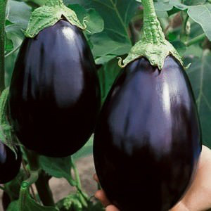 Black Beauty eggplant