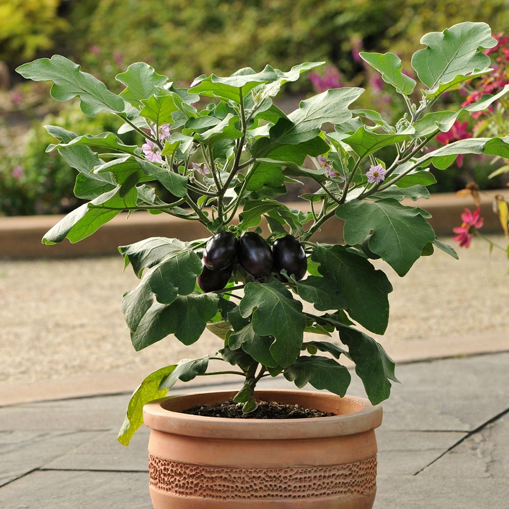 Patio Baby eggplant Patio Baby eggplant plant