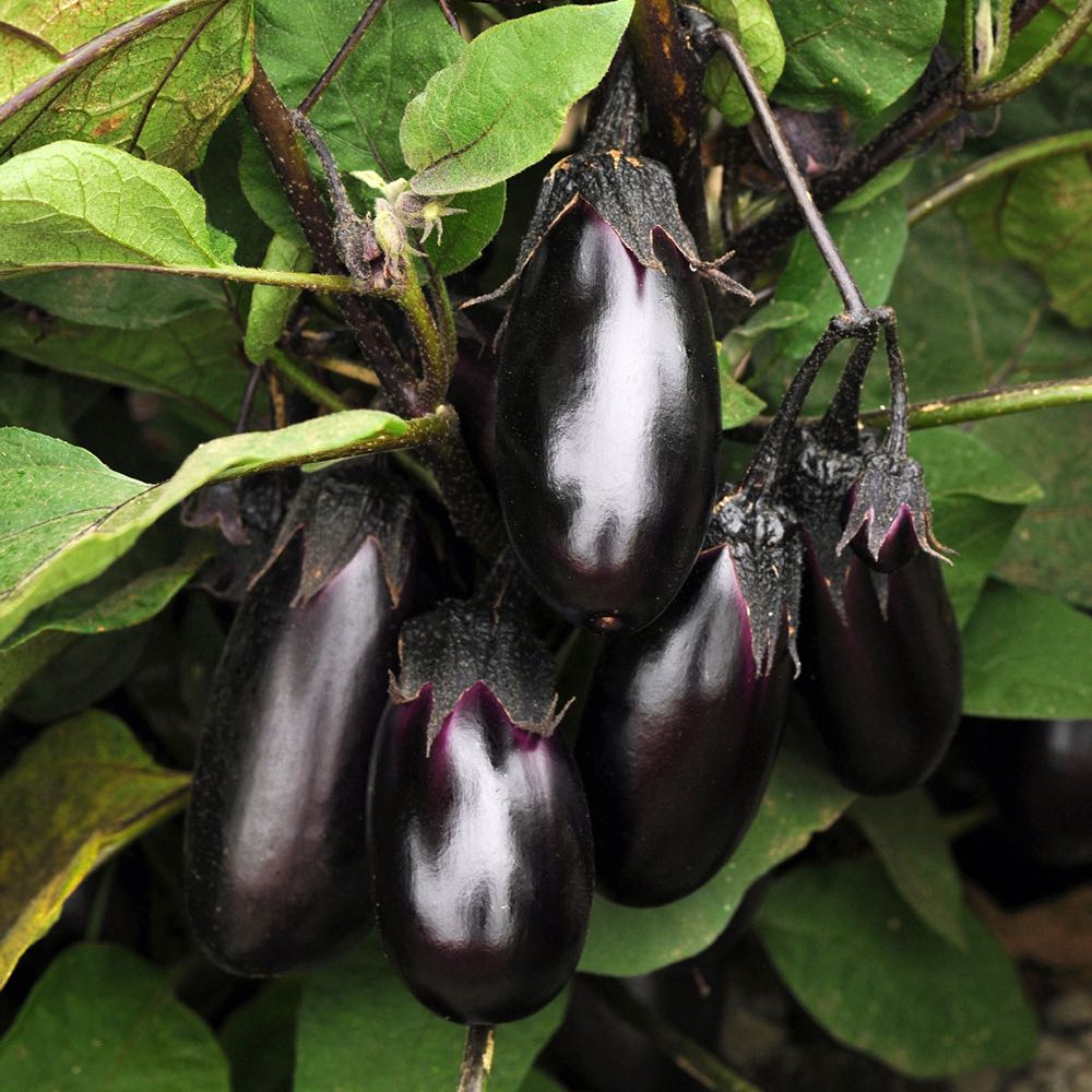 Patio Baby eggplant
