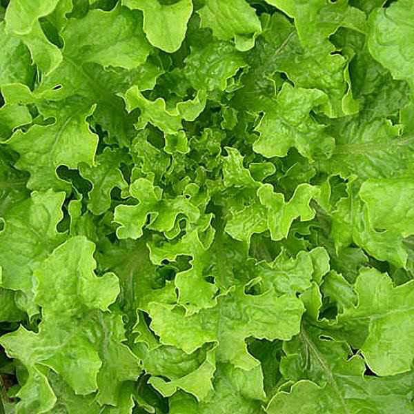 Emerald oak leaf lettuce Lettuce Emerald oak leaf- organic seeds