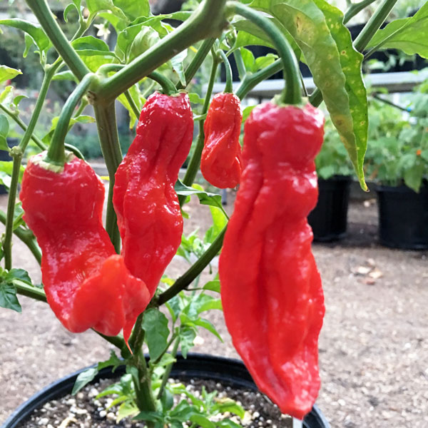 Bhut Jolokia, world's hottest pepper?