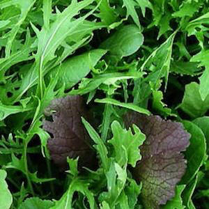 Spicy Mix greens Spicy Mix greens seeds