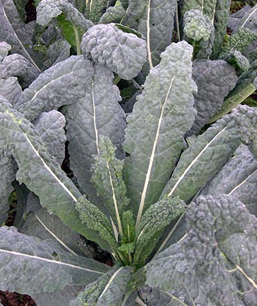 Lacinato kale seeds - organically grown