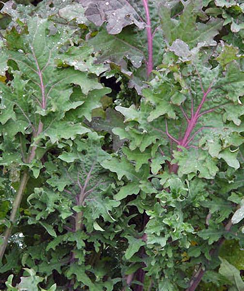 Red Ursa kale seeds - organically grown