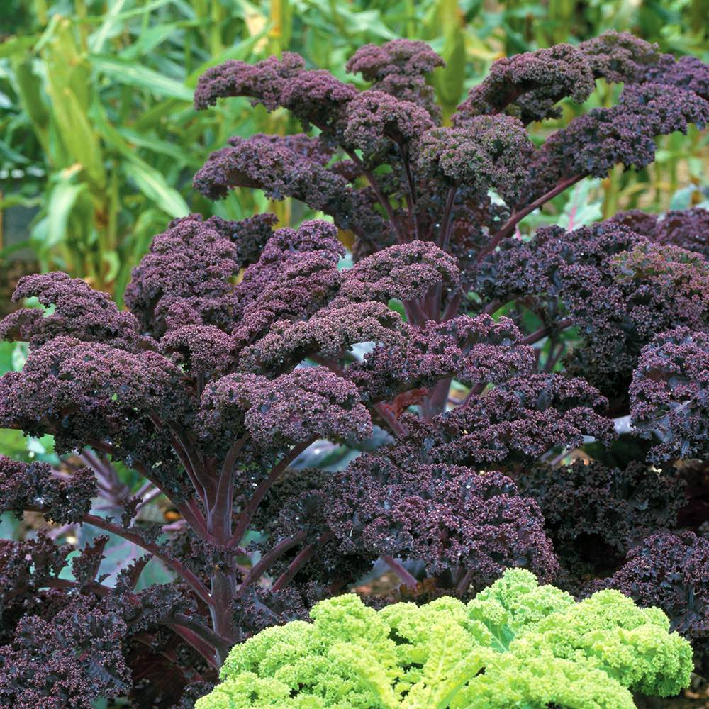 Scarlet kale seeds