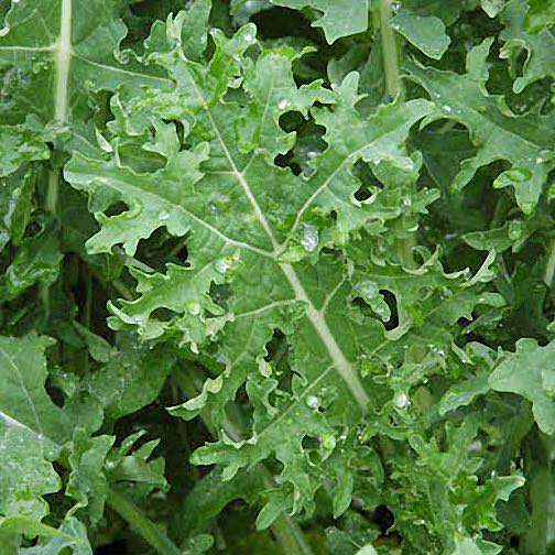 White Russian organic kale