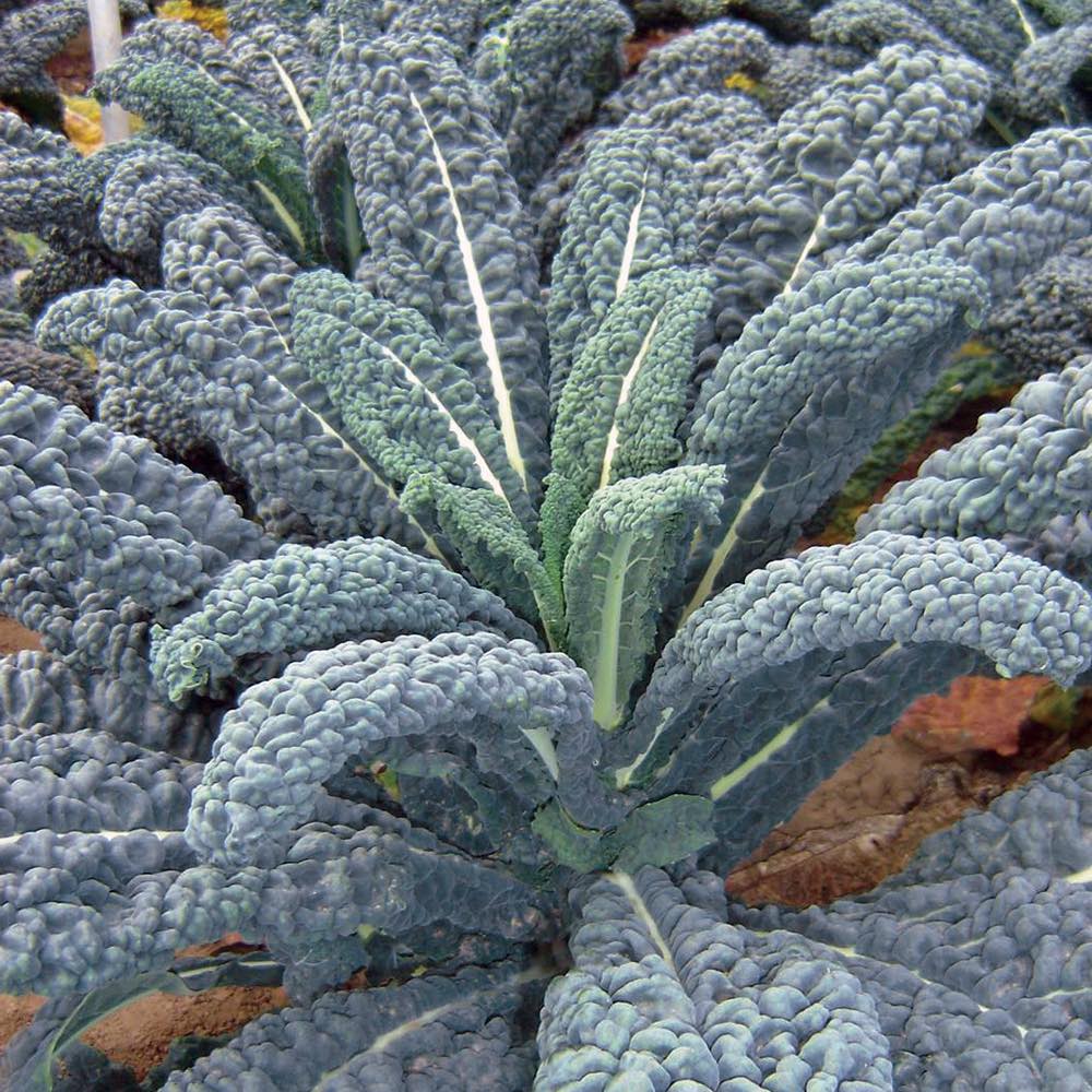 Yurok kale seeds