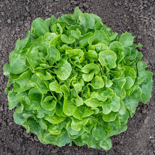Lettuce Bauer