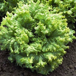 Black Seeded Simpson lettuce seeds