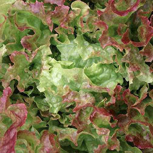 Blushed Icy Oak organic oakleaf lettuce