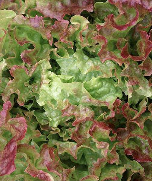 Blushed Icy Oak lettuce Lettuce Blushed Icy Oak