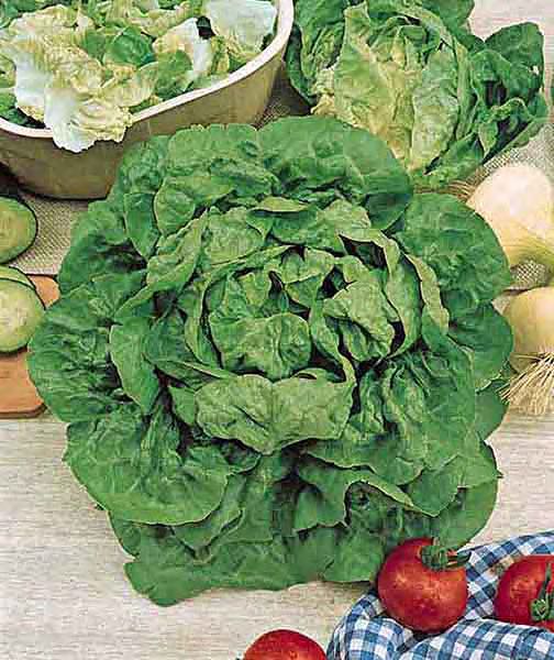 Buttercrunch butterhead lettuce Lettuce Buttercrunch butterhead