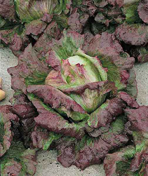 Cardinale summer crisp lettuce