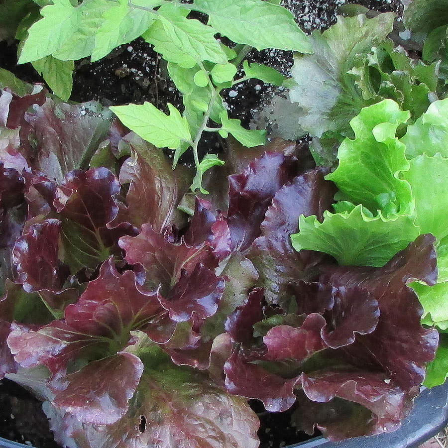 Cherokee summer crisp lettuce Cherokee summer crisp lettuce