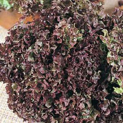 Dark Red Lolla Rosa loose-leaf lettuce Dark Red Lolla Rosa loose-leaf lettuce seeds - organic seeds