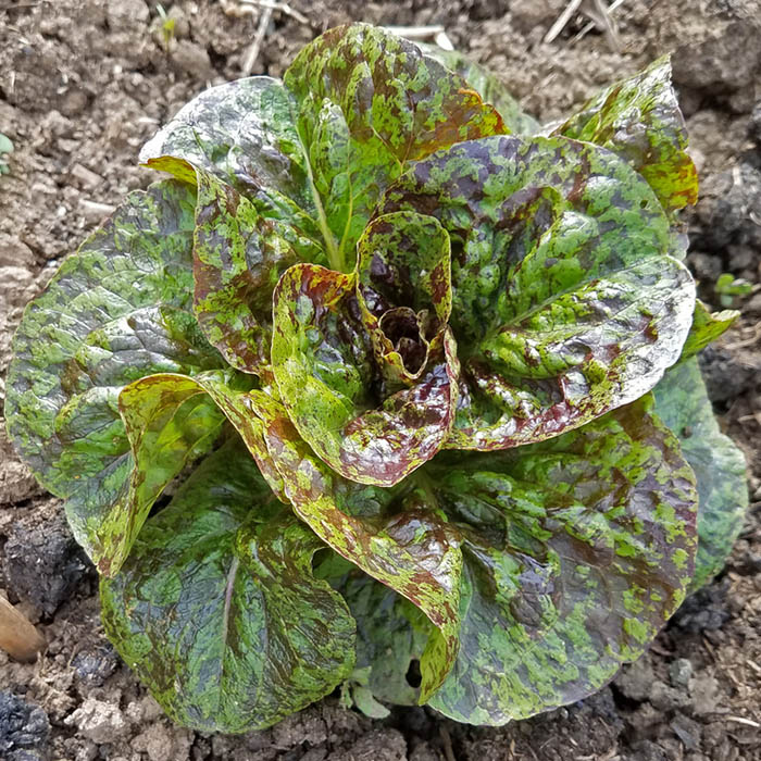 Lettuce Fawn