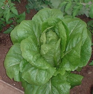 Lettuce Jericho romaine - organic seeds